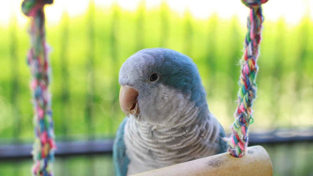blue quaker parrot 